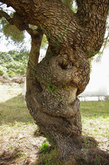 Unusual trunk of centennial olive tree
