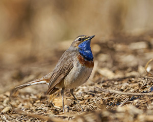 Bluethroat (Luscinia svecica) in its habitat