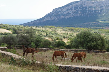 Four horses in a dry stone fence.