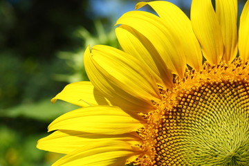 beautiful flower, sunflower blossom blooming in nature
