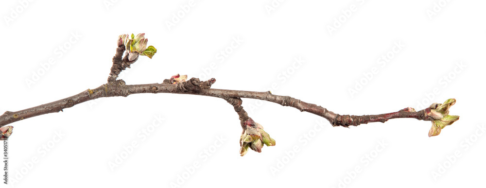 Wall mural apple tree branch on an isolated white background. fruit tree sprout with leaves isolate.