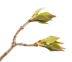 Lilac bush branch with green leaves on an isolated white background. Sprout
