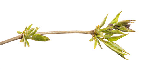 Naklejka premium Lilac bush branch with green leaves on an isolated white background. Sprout