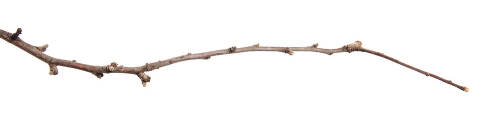Apple tree branch on an isolated white background. Fruit tree sprout with leaves isolate.