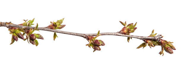 Cherry tree branch on an isolated white background. Fruit tree sprout with leaves isolate.