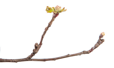 Apple tree branch on an isolated white background. Fruit tree sprout with leaves isolate.