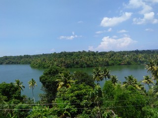 lake and trees
