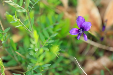제비꽃이 아름다운 봄풍경