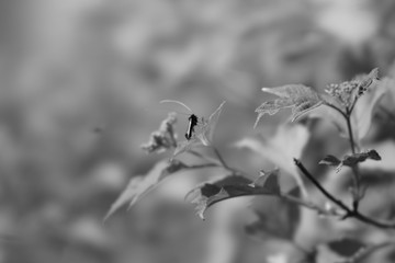 black and white flower