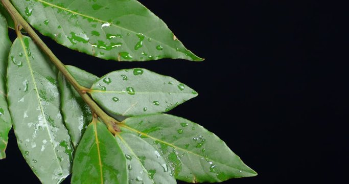 Branch of Bay leaf with water drops.