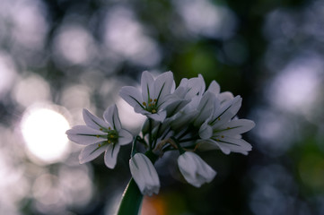 spring flowers in the garden