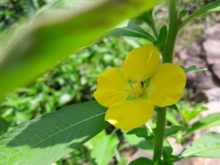 yellow flower in the garden
