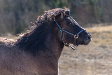 Grullo color pony running in the field in halter.
