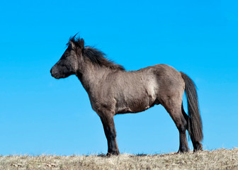 Grullo color pony standing in the field against bright blue clear sky. 