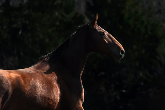 Chestnut horse against green dark background. Animall low key portrait.