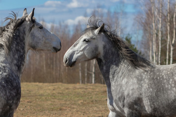 Fototapeta na wymiar Acquaintance of two grey horses in the pasture on sunny spring day. 