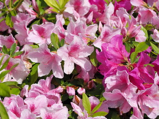 ツツジ（ピンク）