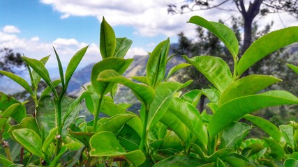 green tea plants and blue sky