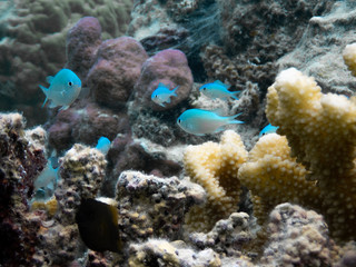 Petits poissons color&eacute;s avec des coraux 