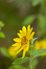 sunflower with blurry background