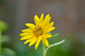 sunflower with blurry background