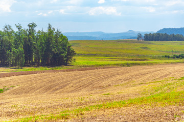 Fototapeta premium Soybean cultivation fields in southern Brazil after summer harvest