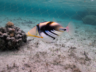 Poisson pris dans un filet