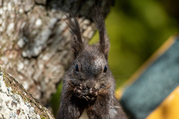 Eichhörnchen am Futterhaus