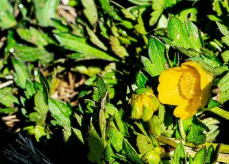 Butterblume Knospe und Bl&uuml;te