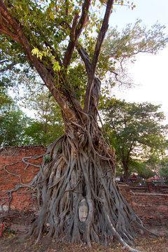 Buddha head surrounded by tree roots Thailand 