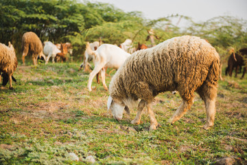 Goat eating grass in green meadow