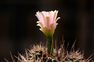 Fototapeta na wymiar Close-up beautiful gymnocalycium cactus flower