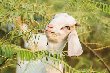 Goat eating leaf in green meadow