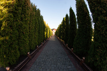 sunny alley of tall trees