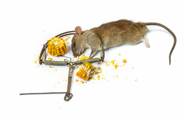 Rat dead because Trapped. photograph on White background isolated and have copy space