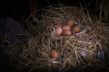 Eggs in ovary at hen build for spawn. on rice farm and chicken feather