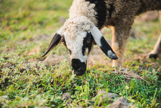 Goat eating grass in green meadow