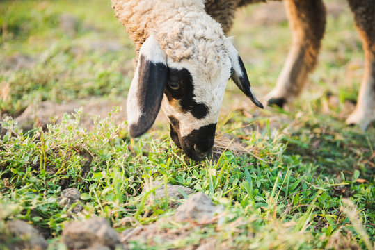 Goat eating grass in green meadow