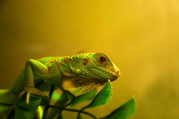 chameleon in chiangmai zoo show in aquarium