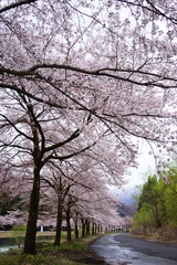 Obraz premium 雪国の桜並木