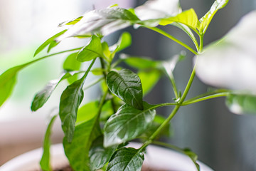 Green and fragile leaves of houseplants, close-up for design background with blur, for decoration and decoration