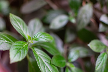 Green and fragile leaves of houseplants, close-up for design background with blur, for decoration and decoration