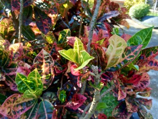 Codiaeum variegatum (Croton, Variegated Laurel, Garden Croton, Orange Jessamine) with natural background