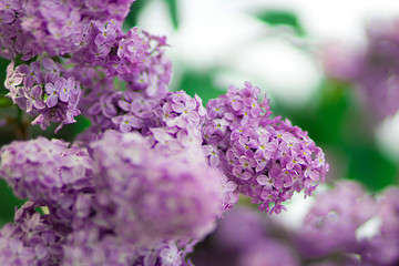 lilac branches in may before the beginning of summer