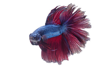 Beautiful colors"Halfmoon Betta" capture the moving moment beautiful of siam betta fish in thailand on white background