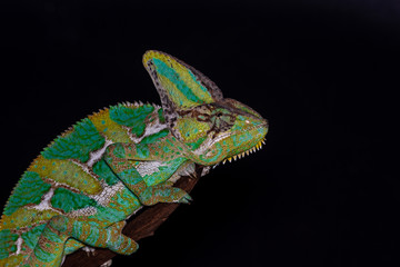 Chameleon Furcifer pardalis Ambolobe 2 years old, Madagascar endemic Panther chameleon in angry state, pure Ambilobe