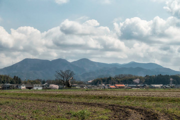 滋賀県、多賀大社の御神木の女飯盛木と呼ばれる欅と春の田園風景