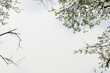 버드나무가 보이는 아름다운 봄풍경