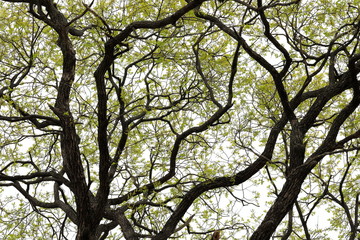 버드나무가 보이는 아름다운 봄풍경