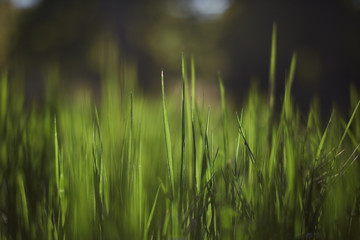 close up photo of green grass with smooth out of focus area